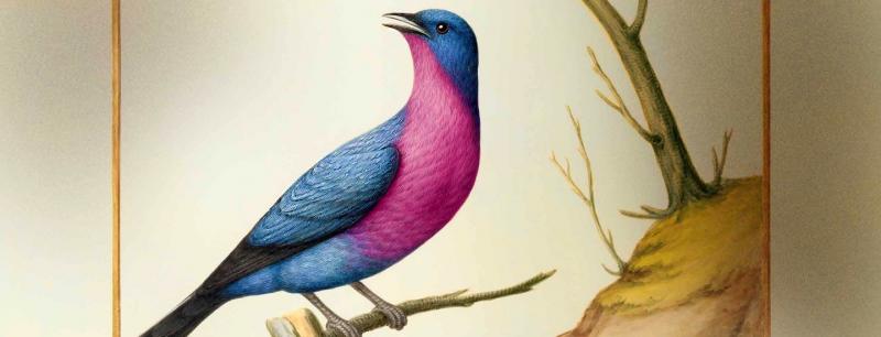 IMAGES D'OISEAUX au Cabinet d’histoire du Jardin des plantes de Paris