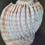 Rare shells (relié) de s.peter dance