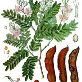 Le Tamarin (Tamarindus indica)