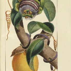 Grenadille(fruit de la passion,Maracuja) Michel Étienne Descourtilz